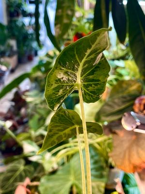 Alocasia Frydek Tattoo fi8