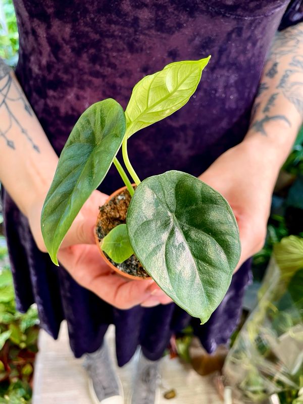 Alocasia Sinuata baby fi6 (visina cca 10cm)