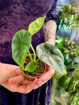 Alocasia Sinuata baby fi6 (visina cca 10cm)