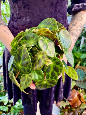 Begonia Kingiana fi12