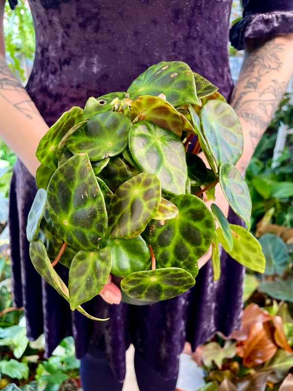 Begonia Kingiana fi12
