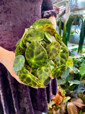 Begonia Kingiana fi12