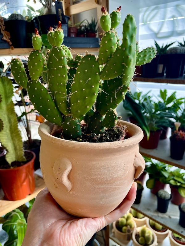Terracotta kaktus mix 