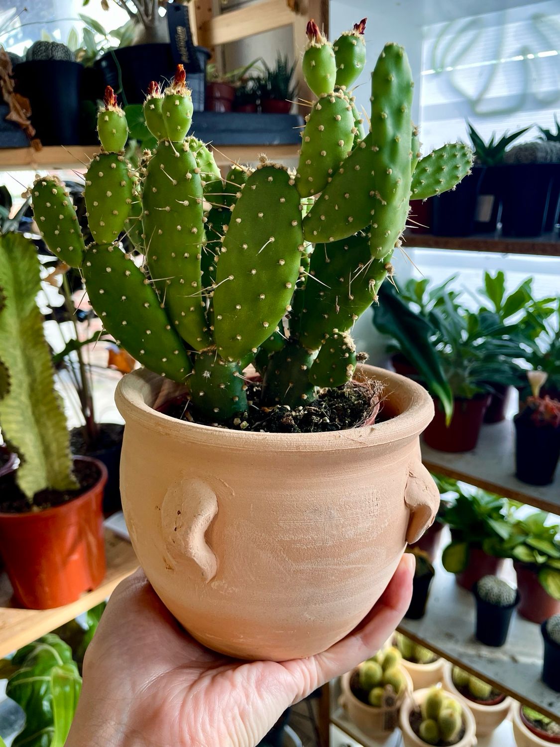 Terracotta kaktus mix 