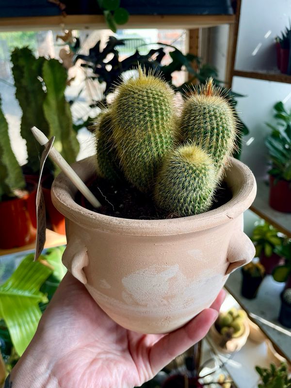 Terracotta kaktus mix 