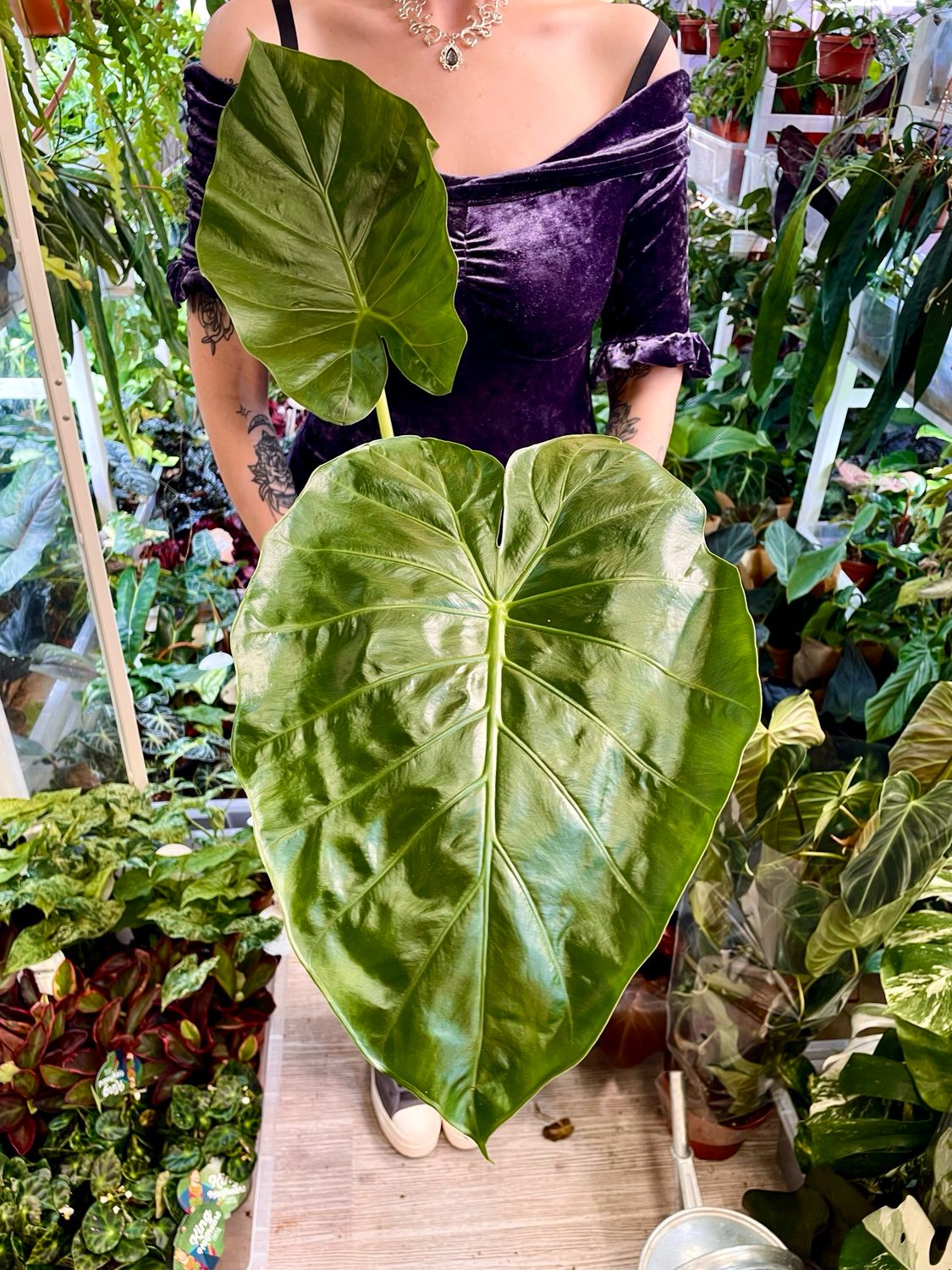 Alocasia Macrorrhiza fi17