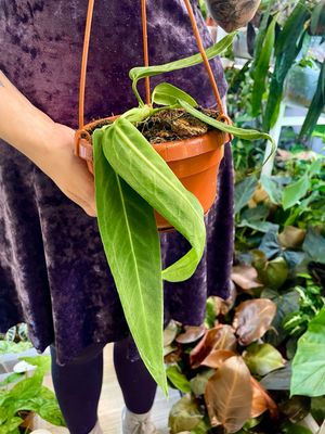 Anthurium Pallidiflorum visilica