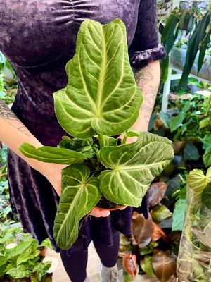 Anthurium Villenaprum fi12