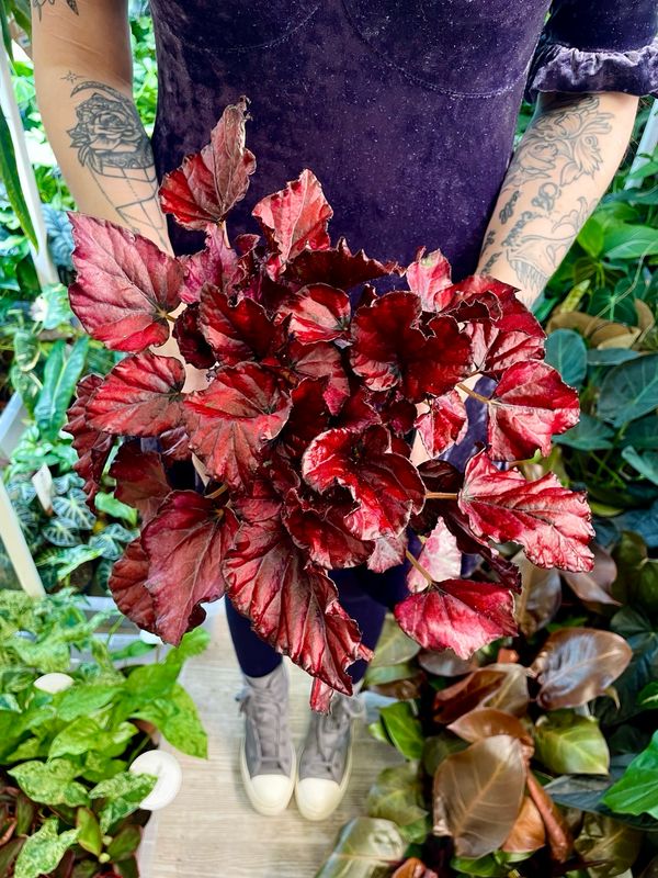 Begonia rex Red Bull fi12