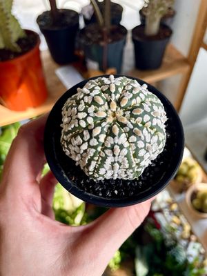 Cactus Astrophytum asterias &#39;Super Kabuto&#39; kaktus 