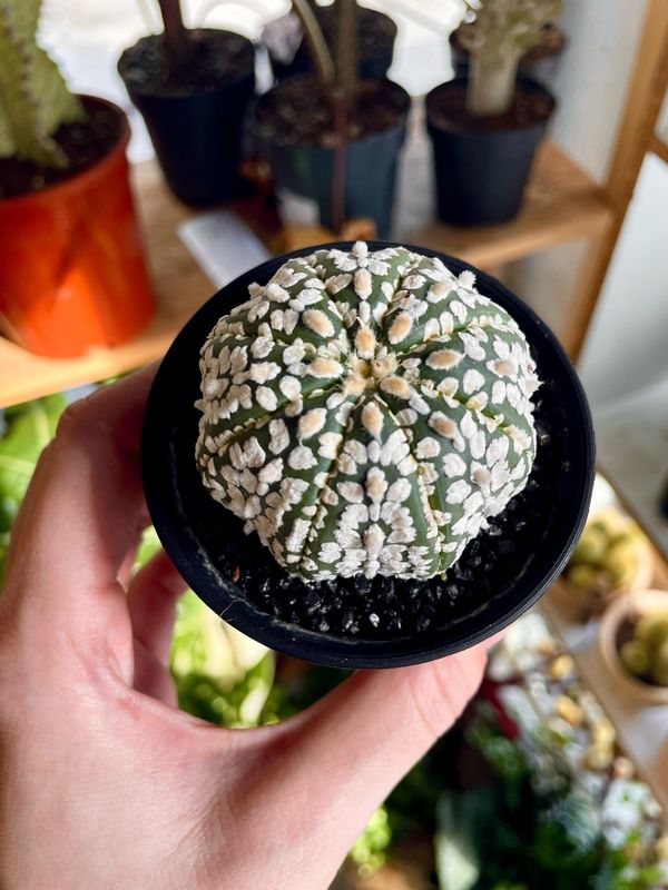 Cactus Astrophytum asterias &#39;Super Kabuto&#39; kaktus 