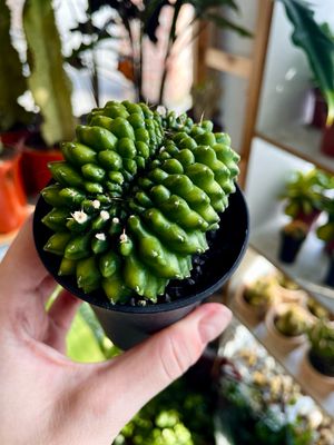 Cactus GYMNOCALYCIUM ‘Spineless Bridge’ kaktus 
