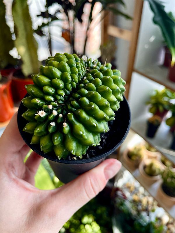 Cactus GYMNOCALYCIUM ‘Spineless Bridge’ kaktus 