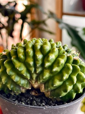 Cactus GYMNOCALYCIUM ‘Spineless Bridge’ kaktus 