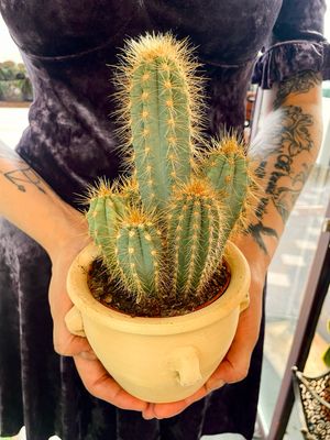 Terracotta kaktus mix 