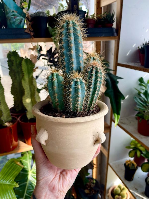 Terracotta kaktus mix 