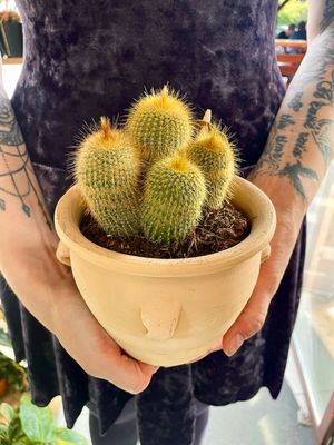 Terracotta kaktus mix 