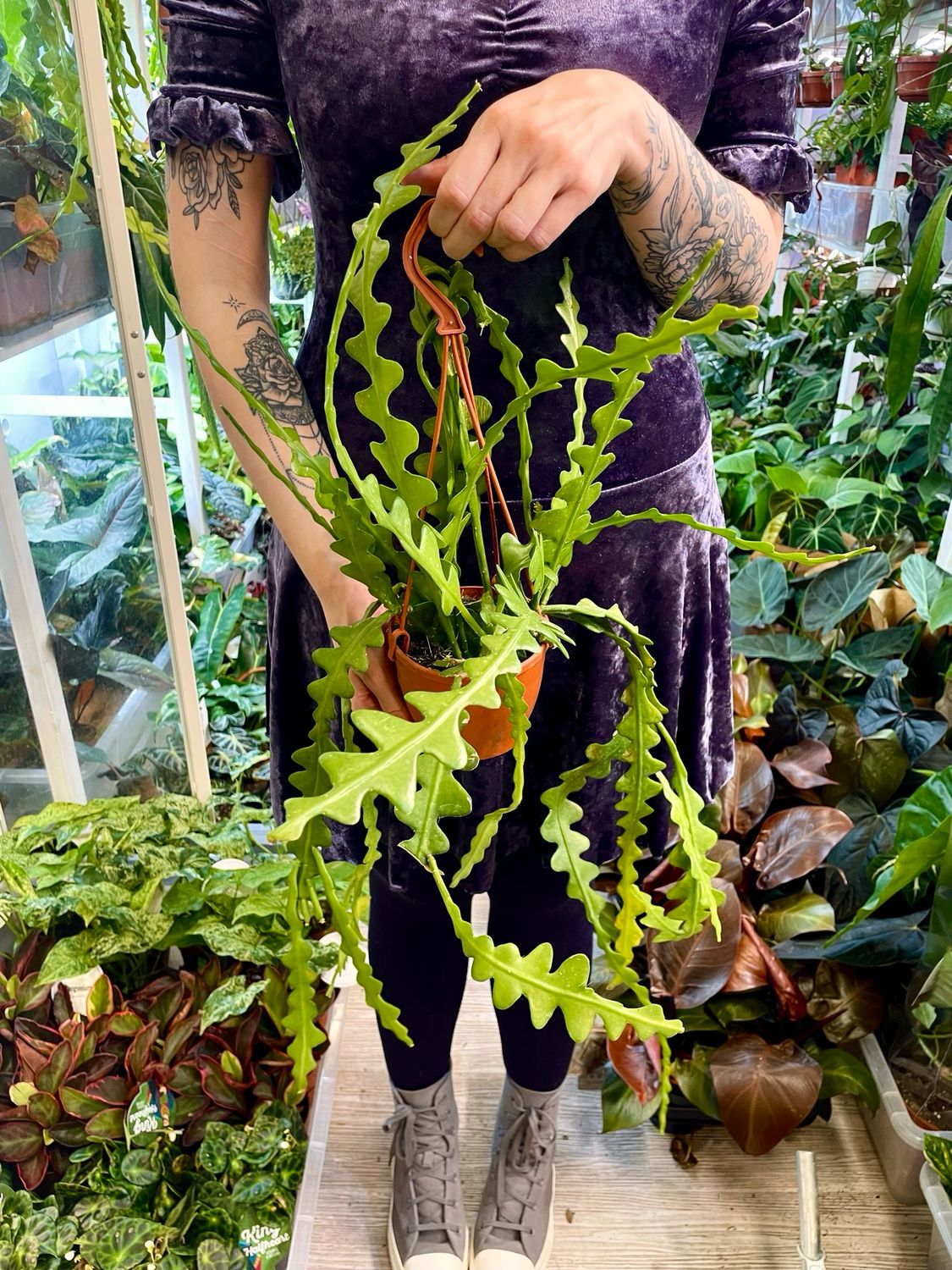 Epiphyllum Anguliger (zig zag kaktus/ fishbone kaktus) visilica fi12