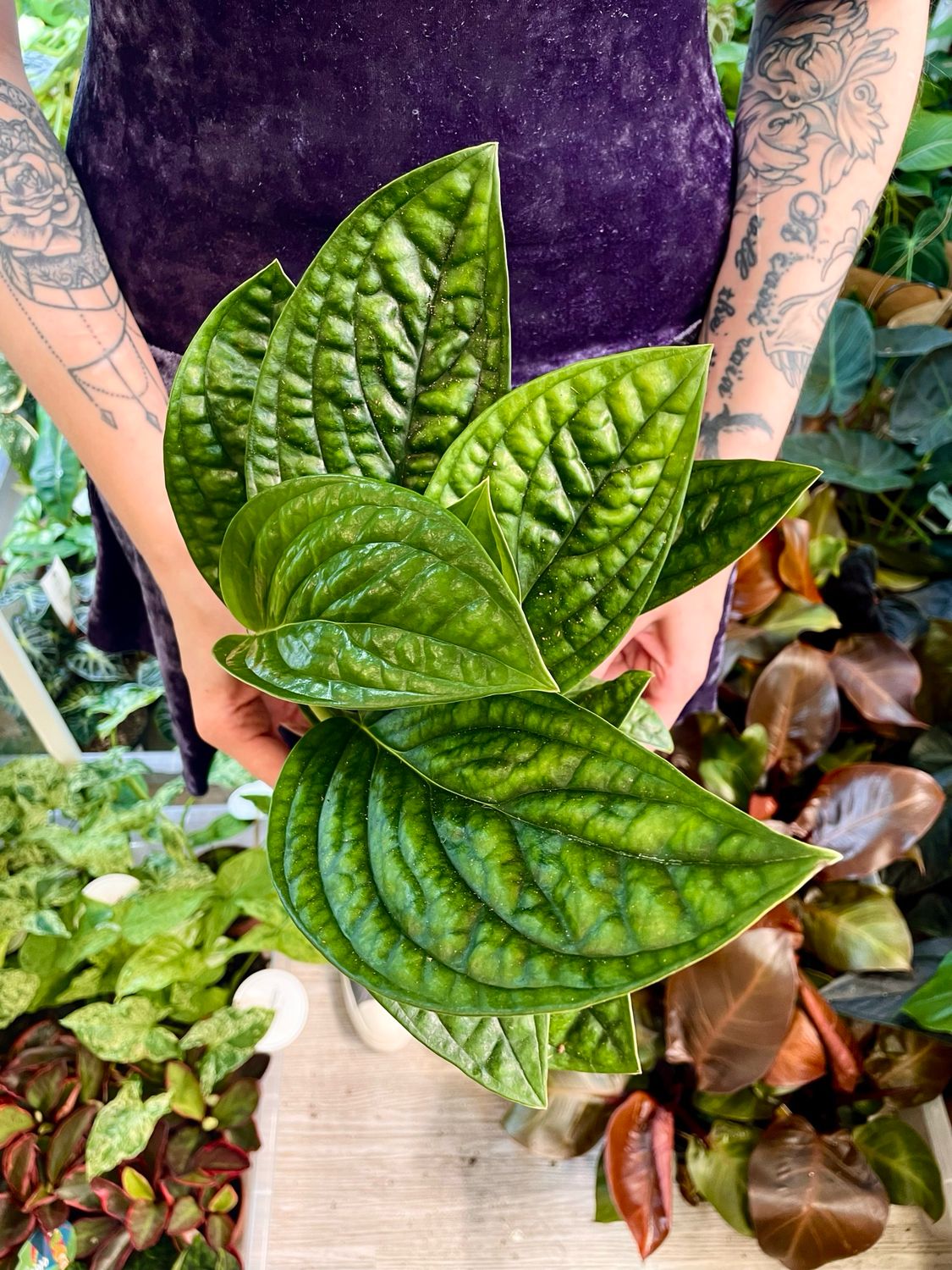 Epipremnum Marble Planet (Monstera Peru/Monstera Karstenianum) fi12