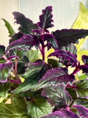Gynura purple passion fi7