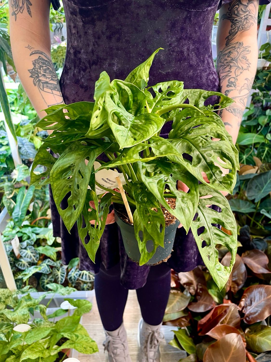Monstera adansonii &#39;Monkey Leaf&#39;