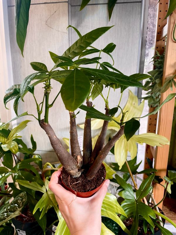 Pachira aquatica bonsai mix fi10,50 šuma