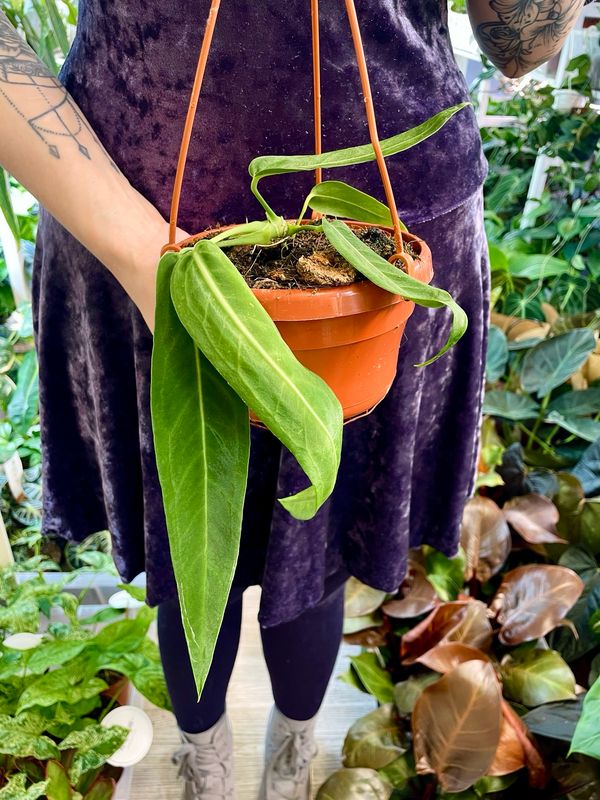 Anthurium Pallidiflorum visilica