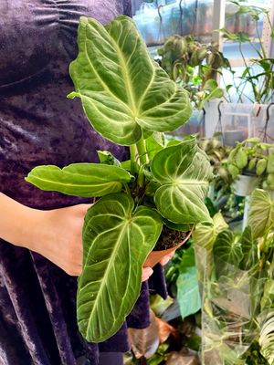 Anthurium Villenaprum fi12