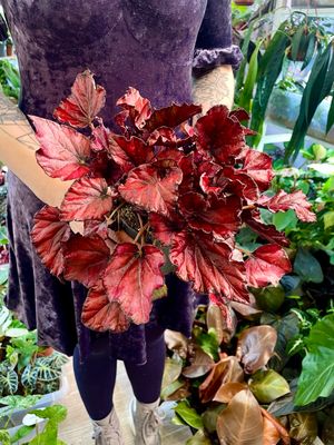Begonia rex Red Bull fi12