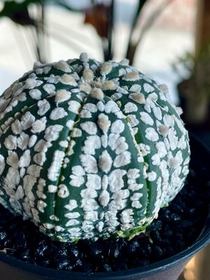 Cactus Astrophytum asterias &#39;Super Kabuto&#39; kaktus 