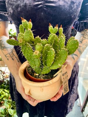 Terracotta kaktus mix 