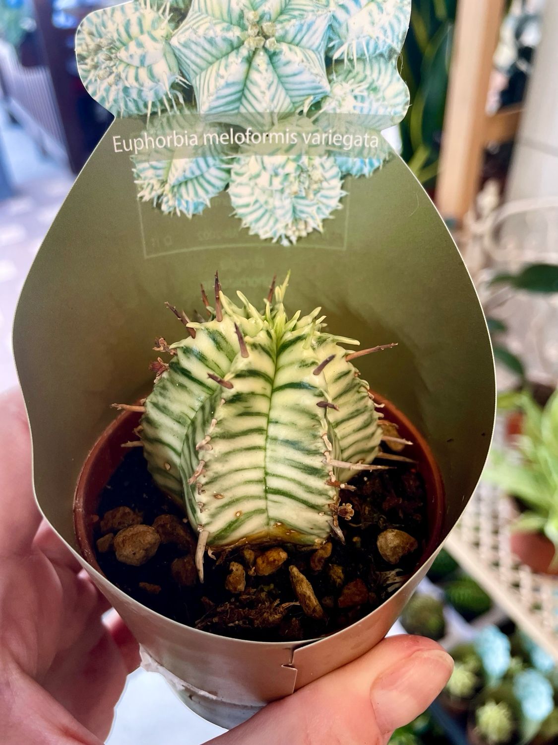 Euphorbia Meloformis Variegata 
