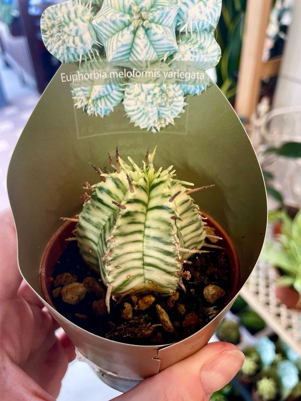 Euphorbia Meloformis Variegata 