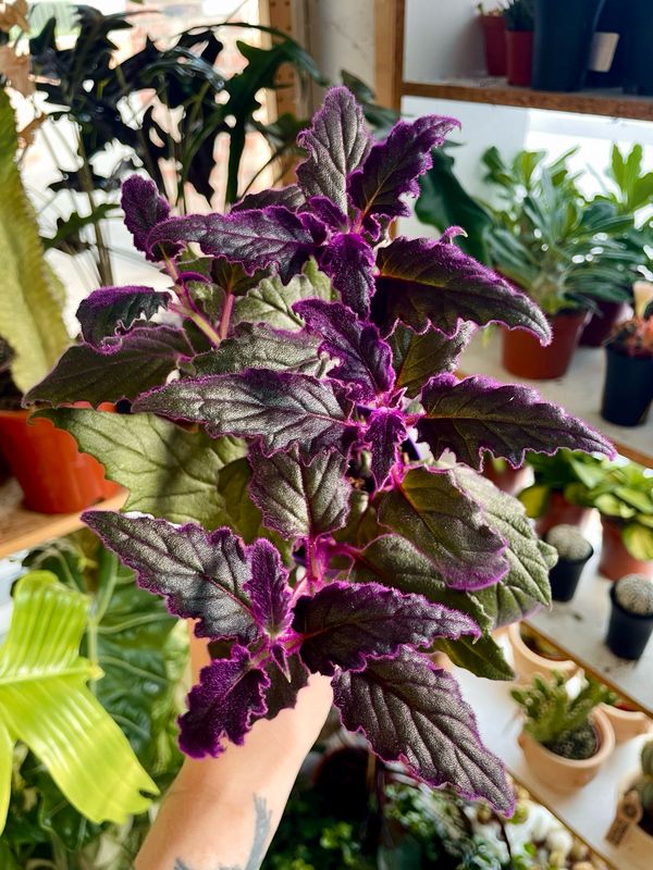 Gynura purple passion fi7
