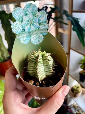 Euphorbia Meloformis Variegata 