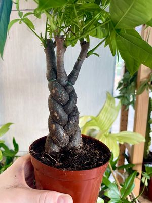 Pachira aquatica bonsai mix fi10,50 pletenica