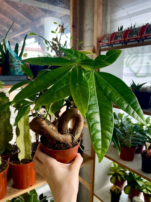 Pachira aquatica bonsai mix fi10,50 swirl