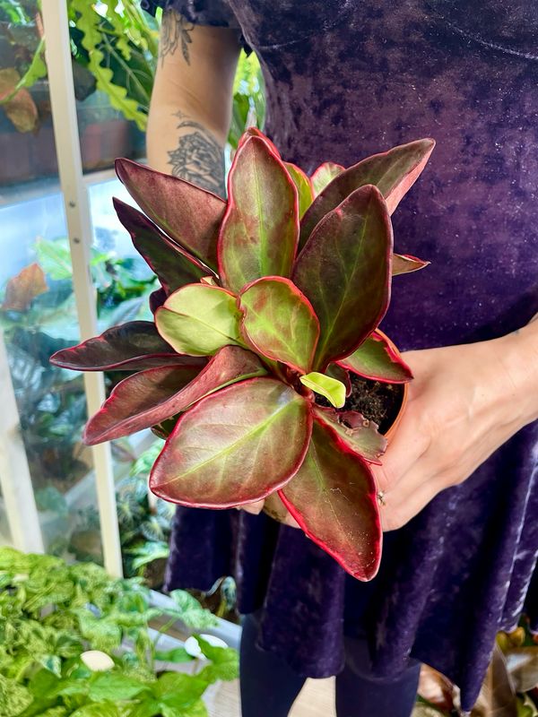 Peperomia clusiifolia Jellie fi12