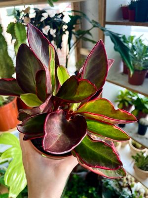 Peperomia clusiifolia Jellie fi12