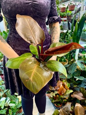 Philodendron Cherry red fi12