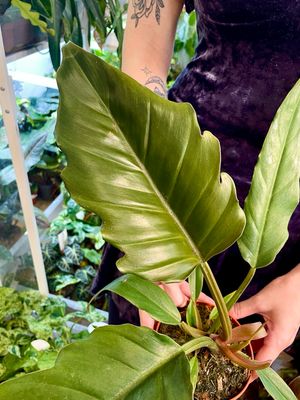 Philodendron Choco empress fi12