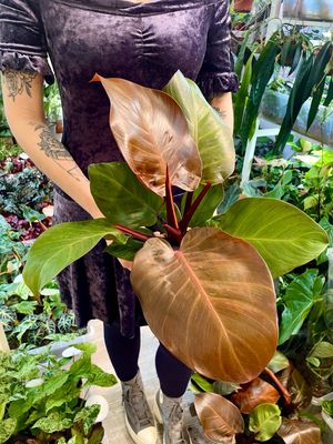 Philodendron Sunlight fi12