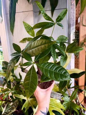 Pachira aquatica bonsai mix fi10,50 šuma