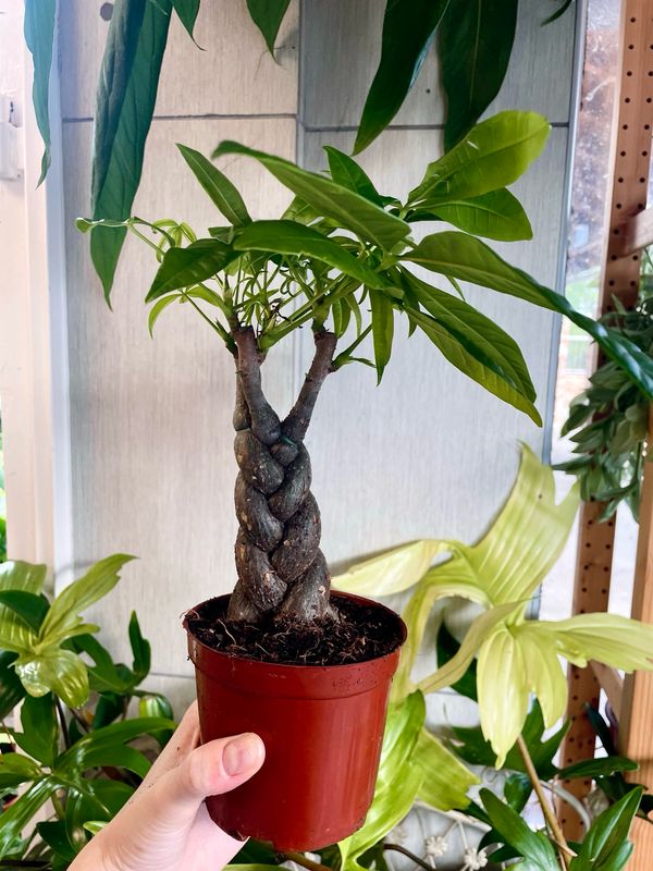Pachira aquatica bonsai mix fi10,50 pletenica