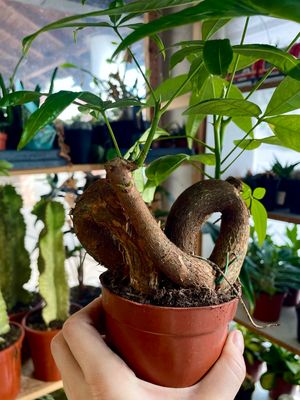 Pachira aquatica bonsai mix fi10,50 swirl