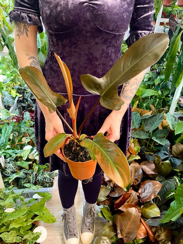Philodendron Florida Bronze fi12