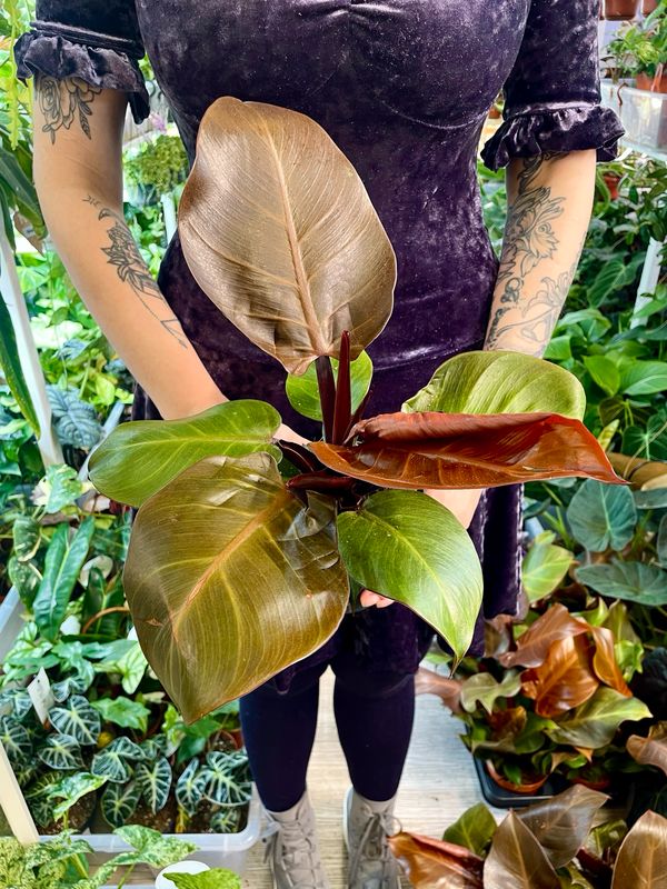 Philodendron Cherry red fi12