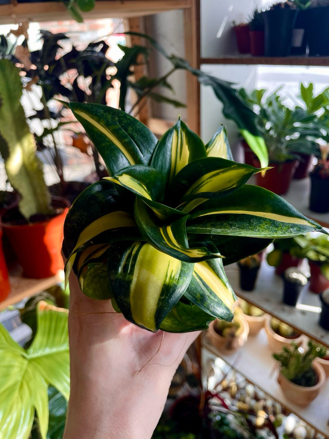 Sansevieria trifasciata Hahnii Spiral Star fi9
