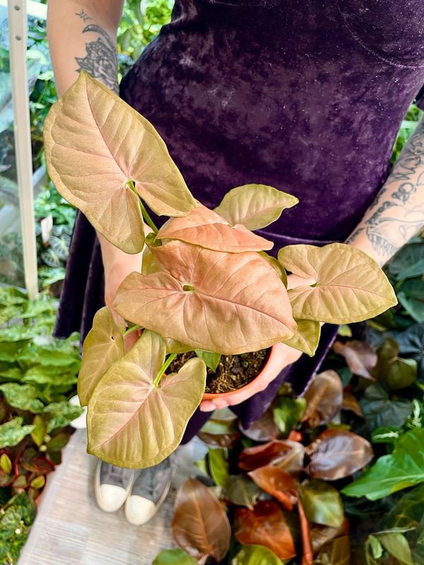 Syngonium Neon fi13