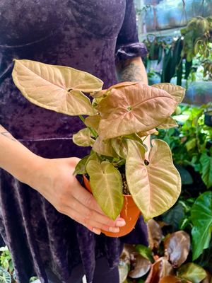 Syngonium Neon fi13